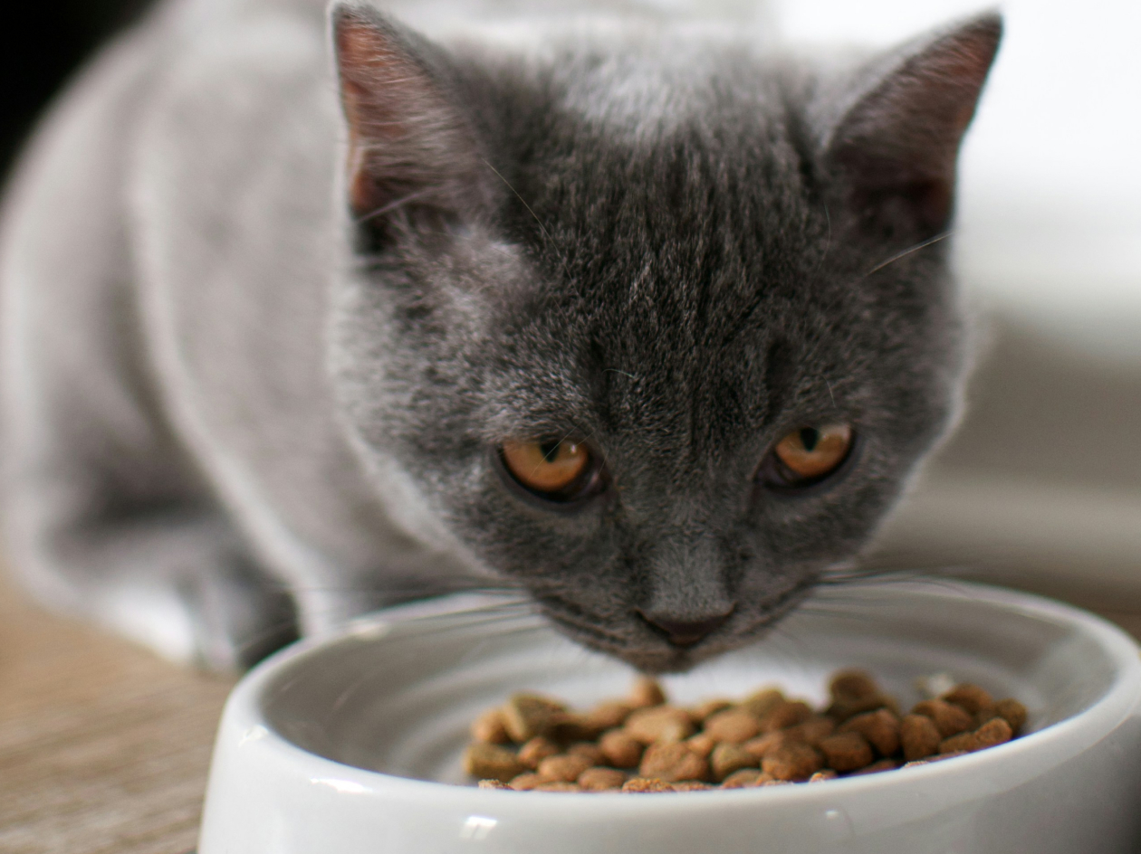 purina_Stock_image_2